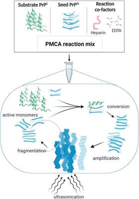 Understanding Intra-Species and Inter-Species Prion Conversion and Zoonotic Potential Using Protein Misfolding Cyclic Amplification